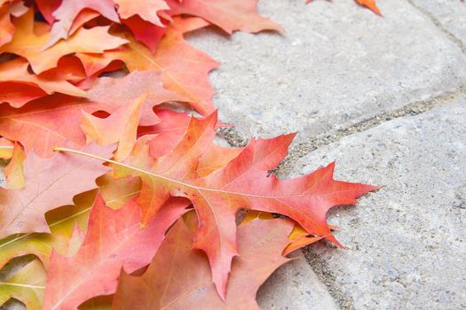 Colorful Oak Tree Leaves Fallen on Backyard Paver Patio in Autumn Season Closeup