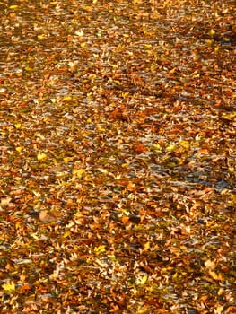 Countless autumn leaves cover the surface of the Kishwaukee River in northern Illinois.