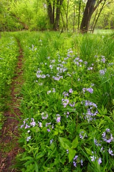 Single track path through spring woodland foliage at Colored Sands Forest Preserve - Illinois.