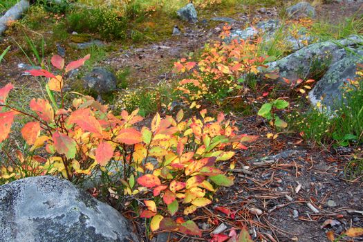 Understory plants of beautiful color in the Lewis and Clark National Forest of Montana.