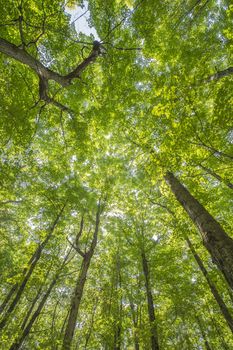 Wide angle shot of tree canopy in Haliburton forest