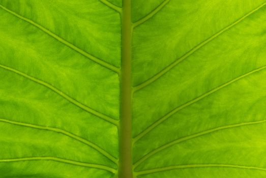 Close up to a Giant Taro, Alocasia or Elephant ear green leaf texture 
