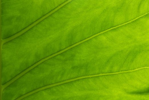 Close up to a Giant Taro, Alocasia or Elephant ear green leaf texture 