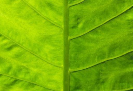 Close up to a Giant Taro, Alocasia or Elephant ear green leaf texture 