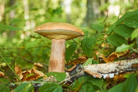 Edible cep mushrooms (Boletus edulis) growing on a forest glade in a sunny summer day