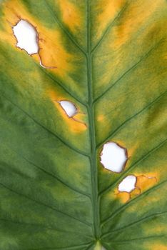 Decomposition of Giant Taro, Alocasia or Elephant ear green leaf texture 