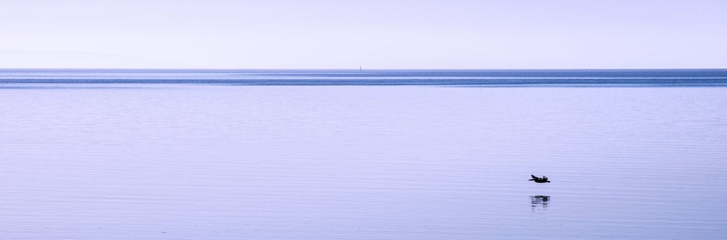 A solitary pelican flying over the ocean on a pristine spring morning.