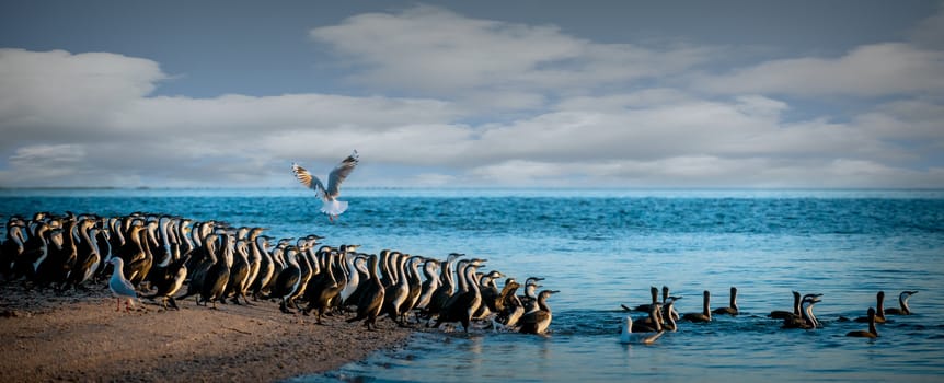 A flock of Cormorants heading out to the blue ocean water at sunrise. Seagull flying over