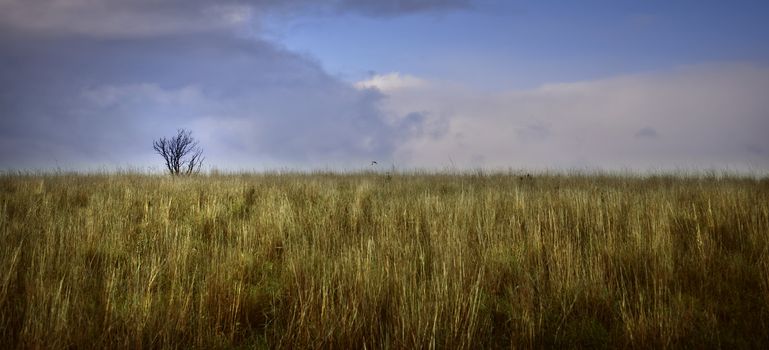 Panoramic view of a dry field with a lone tree in the background with a bird flying over