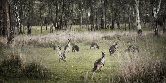 Kangaroos in a group in amongst the australian bush and trees.