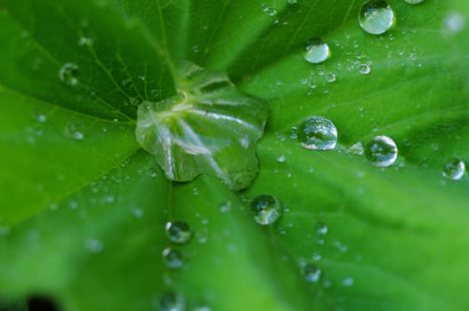 green leaves foliage at springtime outside in the nature