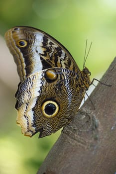 Owl butterfly perched on plants closeup
