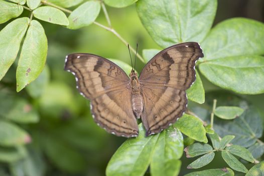 Close-up image of a brown butterfly perched on green plant 