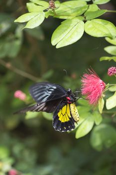 Close-up image of a cattle heart butterfly perching on pink flower