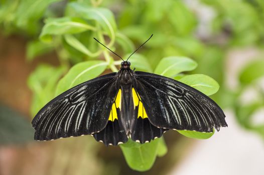 Close-up image of a black cattleheart butterfly perching on leaves