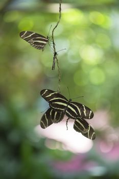 Close-up image of flying colorful butterflies on the garden 