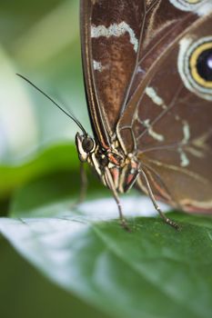 Close-up image of an owl butterfly perching on fresh leaf