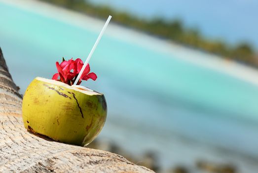 Coconut with drinking straw on a palm tree at the sea 