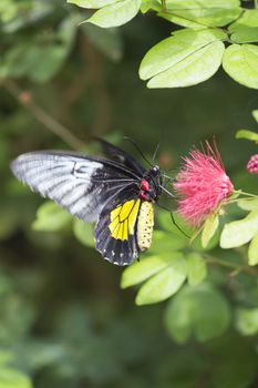 Close up of Cattle heart butterfly on pink flower