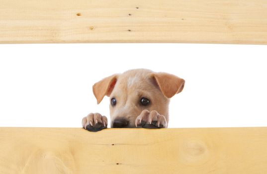 dog with empty frame on white background