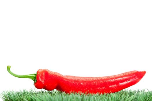 Red pepper on grass on a white background