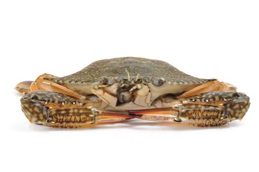 blue crab isolated on white