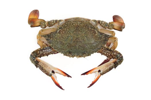 blue crab isolated on white