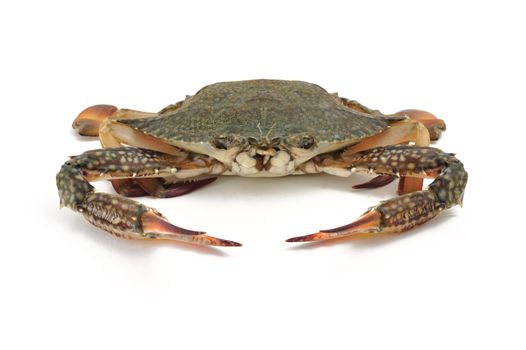 blue crab isolated on white