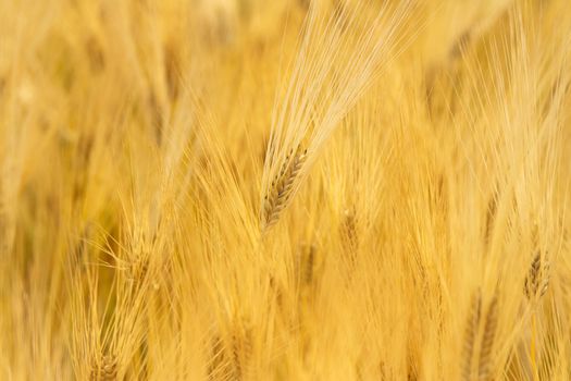 Photo of a wheat field on a sunny day