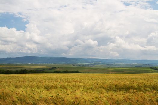 Photo of a wheat field on a sunny day