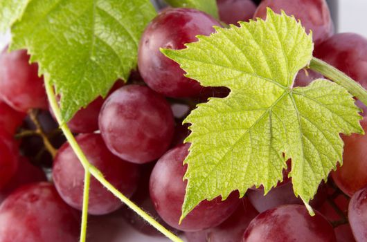 Red grapes with green leaves, closeup photo