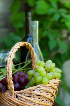 Bottles of red and white wine with grapes, in natural light