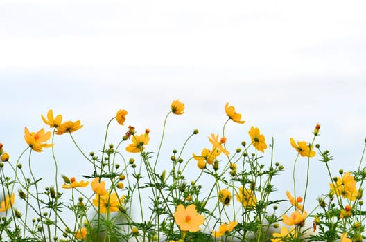 Yellow daisy in the Field