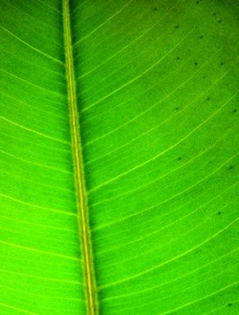 Green leaf texture macro photo