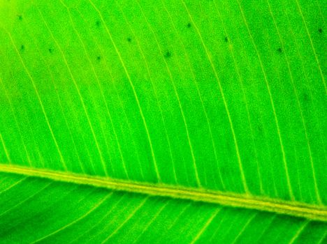 Green leaf texture macro photo