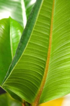 Green leaf texture macro photo