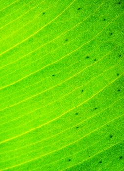 Green leaf texture macro photo