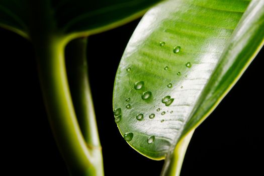 Green leaves covered with waterdrops macro photo