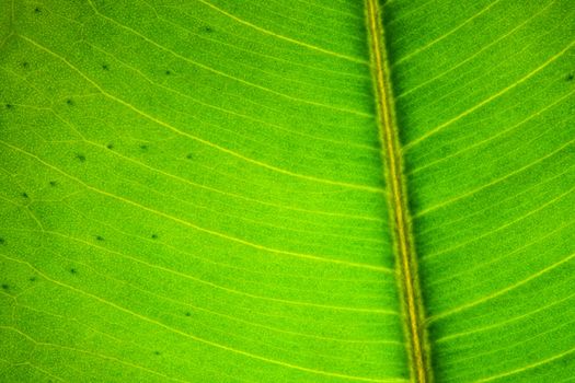 Green leaf texture macro photo