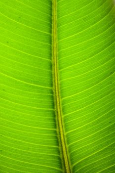 Green leaf texture macro photo