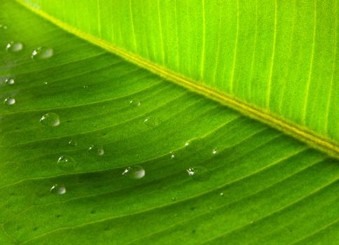 Green leaf texture macro photo