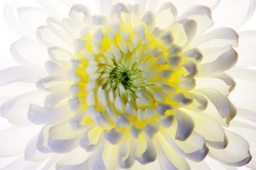 Beautiful white flower macro photo