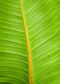 Green leaf texture macro photo