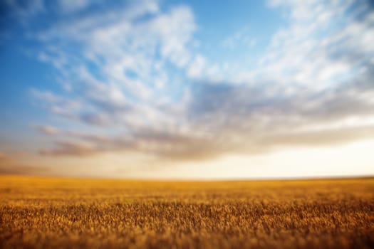 Summer landscape - wheat field at sunset