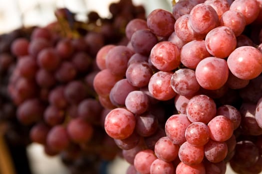 Fresh organic grapes closeup photo