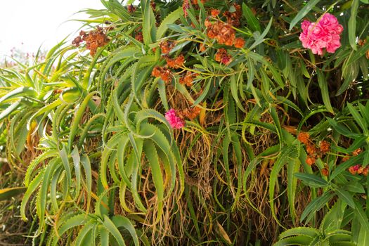 Aloe vera growing in natural environment, closeup photo