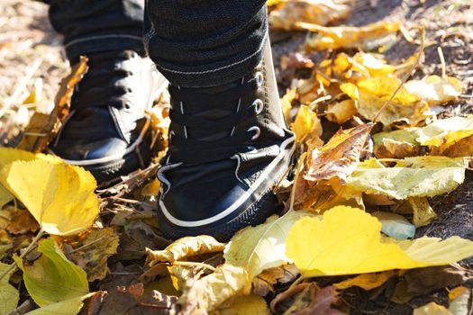 Modern shoes in yellow autumn leaves cloesup photo