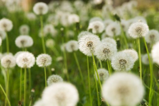 Dandelion on green grass background, macro photo