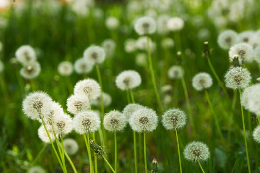 Dandelion on green grass background, macro photo