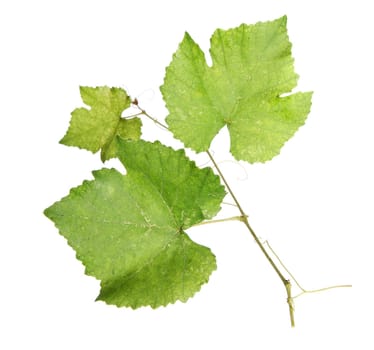 Fresh green vine leaves, isolated on white background